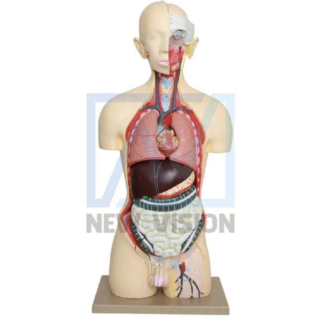 Mô hình cấu tạo cơ thể người