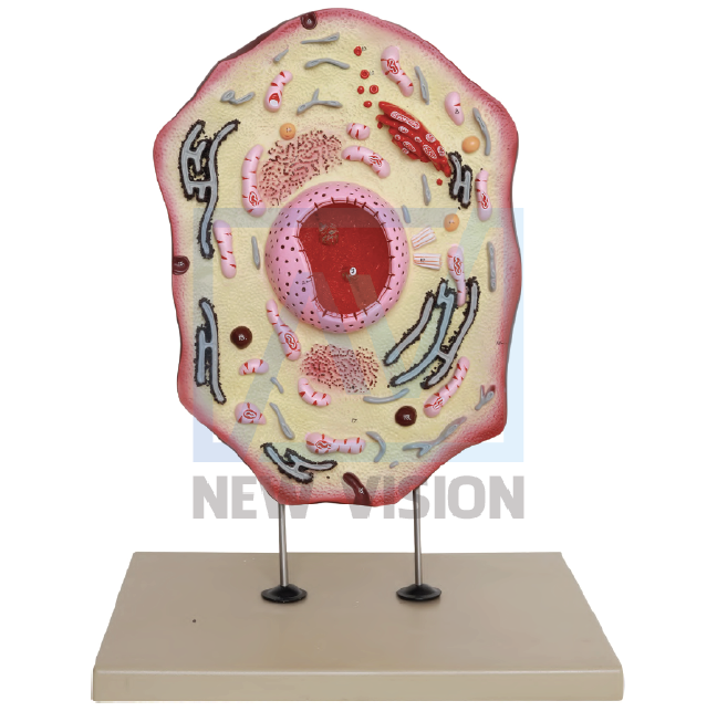 Mô hình tế bào động vật