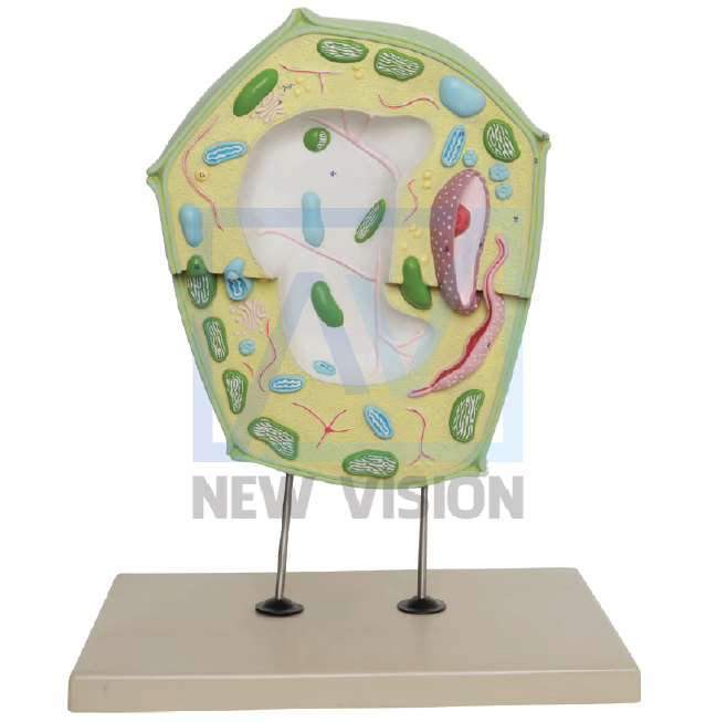 Mô hình tế bào thực vật