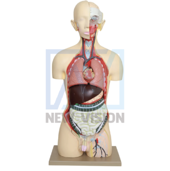 Mô hình cấu tạo cơ thể người