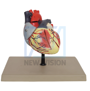 Mô hình cấu tạo tim
